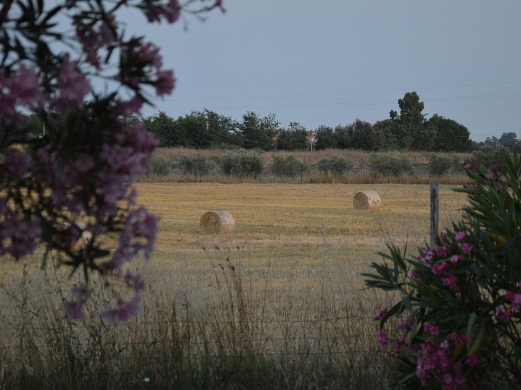 Tenuta Di Pontesodo Montalto di Castro Luaran gambar