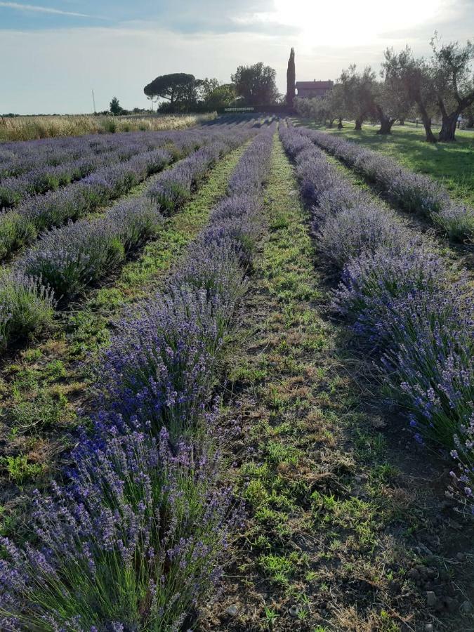 Tenuta Di Pontesodo Montalto di Castro Luaran gambar